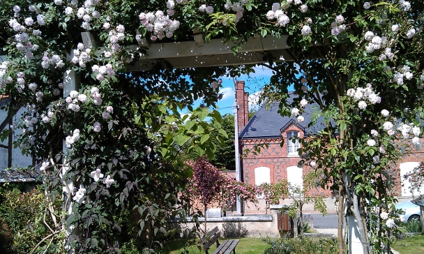 Profusion de roses sur briques à Pierrefitte-sur-Sauldre village fleuri en Sologne authentique